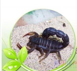 桓臺蝎子養殖指南 價格、型號規格與飼養要點