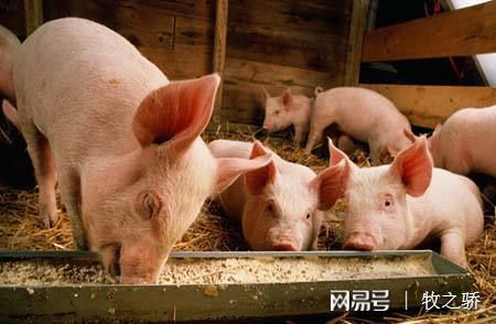豬場(chǎng)保健養(yǎng)大于防、防大于治的科學(xué)理念解析