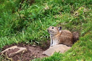 高原鼠兔與伊犁鼠兔 野生動(dòng)物飼養(yǎng)的法律風(fēng)險(xiǎn)與生態(tài)保護(hù)