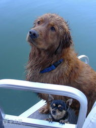 幸福移民妹妹的愛(ài)心飼養(yǎng)與綠色飼料生產(chǎn)