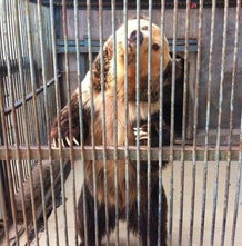 動(dòng)物園里那些事兒 飼養(yǎng)員的日常趣聞