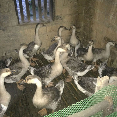 認(rèn)識(shí)獅頭鵝 外觀特征與飼養(yǎng)要點(diǎn)