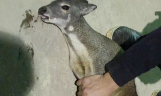 云南村民愛心飼養(yǎng)野生動(dòng)物 疑似“神鹿”獲專業(yè)救助