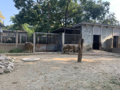 小斑馬、小長角羚…北京動(dòng)物園今年新添343只“小萌寵”，飼料生產(chǎn)如何支撐？