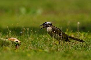 白頭鵯吃瓜,白頭鵯的夏日瓜果盛宴