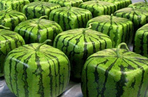 中國吃瓜大隊,揭秘網絡輿論場中的“瓜農”現象