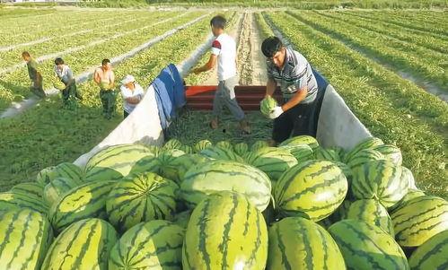 兜兒吃瓜圖片,揭秘娛樂圈幕后故事