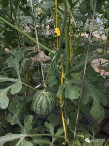 鄭州一校吃瓜,揭秘校園里的“瓜田”風云