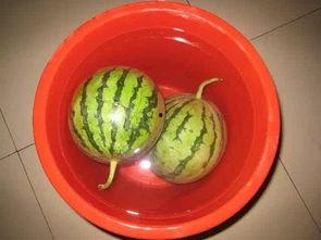 吃瓜換場景,一場神秘事件的揭秘之旅