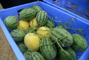 加群看吃瓜,加群看吃瓜背后的社交現象