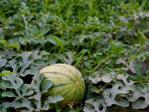 鄉村吃瓜的視頻,一起感受吃瓜的快樂時光