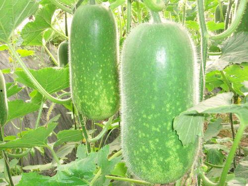 東木蘭吃瓜,揭秘娛樂圈幕后故事